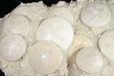 Fossil Sand Dollar Cluster From France - x #11050-3